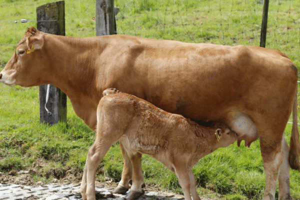 bacch baras puja kaise kare