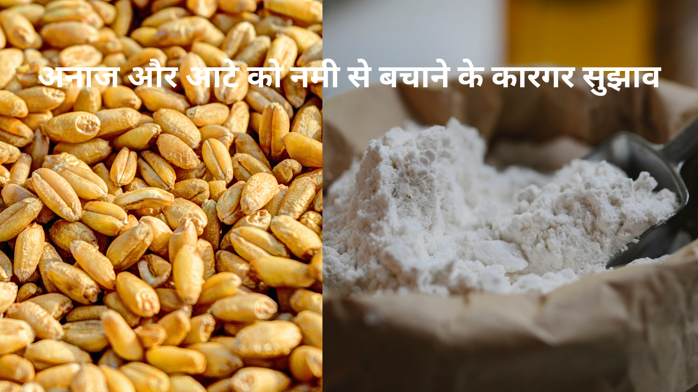 effective tips to protect grains and flour from moisture