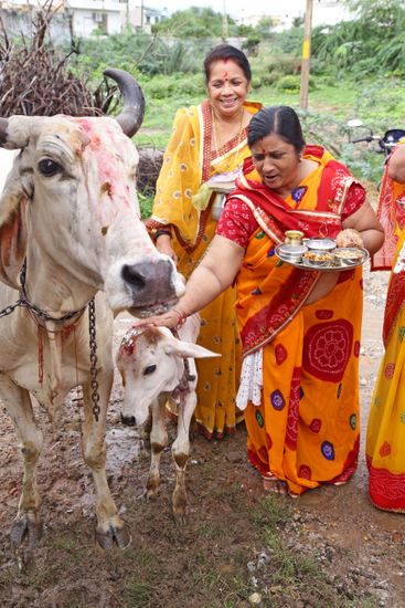 indian-women-worship-cow-her-calf-during bacch baras