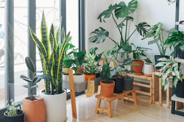 indoor plants during monsoon