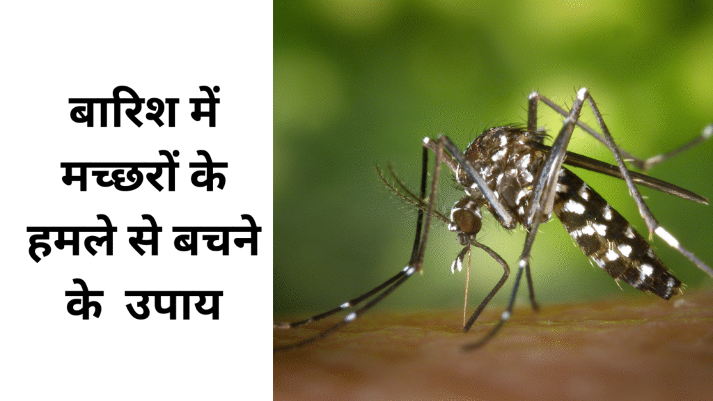 बारिश में मच्छरों के हमले से बचने के उपाय