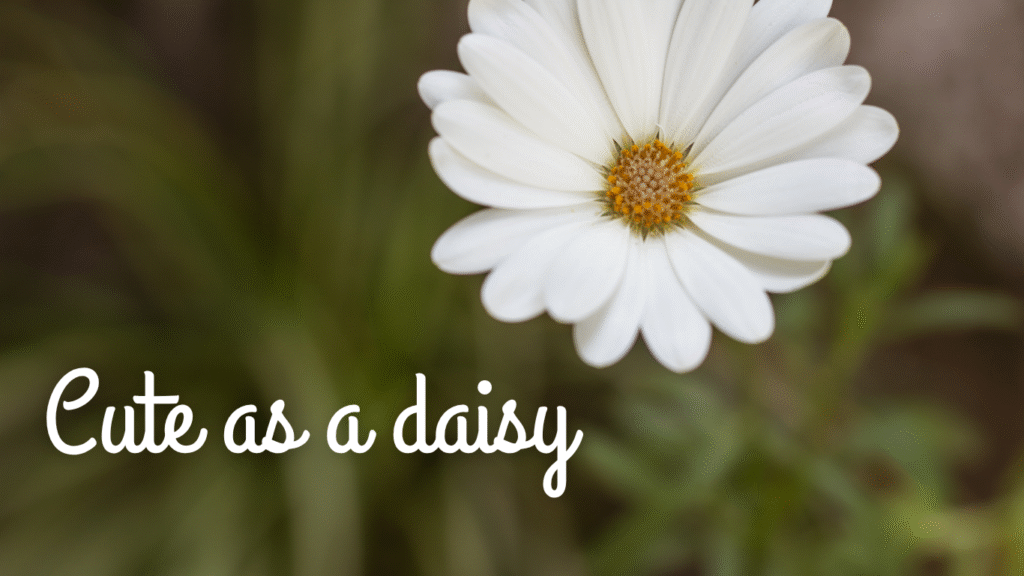 cute flower captions