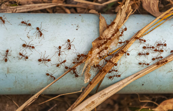 home remedies for get rid of red ants